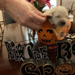 Golden Retriever Puppies from Tupelo Honey Farm's Golden Retrievers