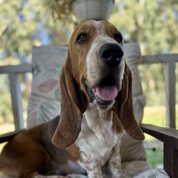 Cleopatra - Basset Hound