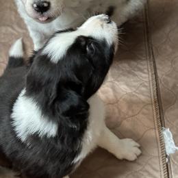 Border Collie Puppies from Roaring River Border Collies