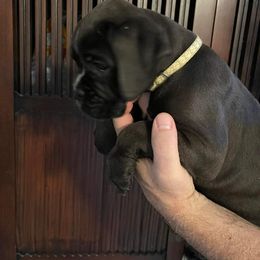 Boxer Puppies from Liebe Boxers