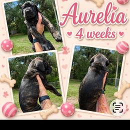 Aurelia - Brindle female Great Dane puppy in Naples, Florida from Above The Salt Danes