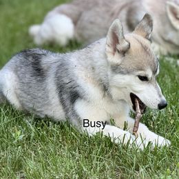 Siberian Husky Puppies from Coldwind Kennel