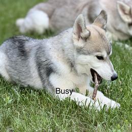 Siberian Husky Puppies from Coldwind Kennel