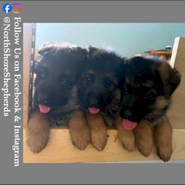German Shepherd Puppies from North Shore Shepherds
