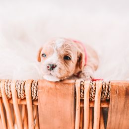 Hot Pink Girl - Red female Cavapoo puppy in Mckinney, Texas from Doodles of North Tx