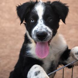 Umber - Black tri-color male Australian Shepherd puppy in San Tan Valley, Arizona from Mott Ranch - Blazin' Sun Aussies