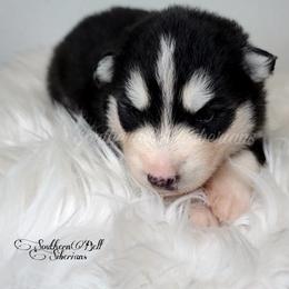 Siberian Husky Puppies from SouthernBell Siberian's