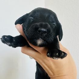 Yellow Green - female Golden Mountain Doodle puppy in Leander, Texas from Olive Grove Doodles