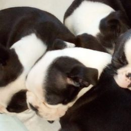 Boston Terriers from Peace bostons