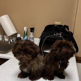 Shih Tzu Puppies from I Shih Tzu not Puppies of the Gulf Coast