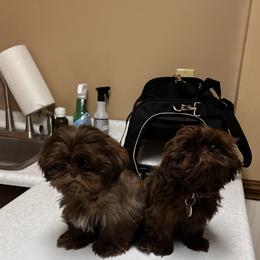 Shih Tzu Puppies from I Shih Tzu not Puppies of the Gulf Coast