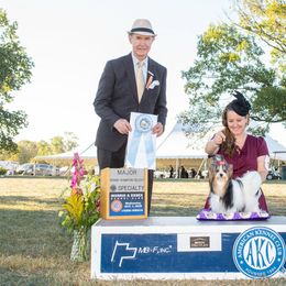 Biewer Terrier Puppies from Allure Biewer Terriers