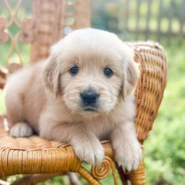 Love Bug - Golden male Golden Retriever puppy in Commerce, Georgia from Chirping Meadows Goldens