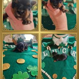 Rori - Black and tan male Yorkshire Terrier puppy in Moses Lake, Washington from Harmony Hills Yorkies