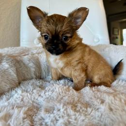 Bunny - Black sabled fawn female Chihuahua puppy in Burleson, Texas from Luxe Paradise House of Chi