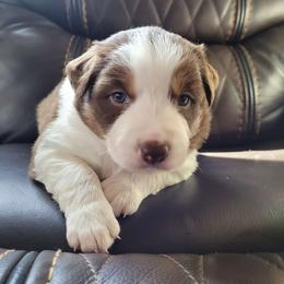 Rocky - Red Border Collie puppy in Morgan, Texas from Shooting Star Ranch