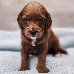 Hunter - Red  male Goldendoodle puppy in Kansas City, Kansas from Bella & Ivy’s Mini Goldendoodles of KC