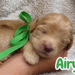 Airy - Caramel red male Australian Labradoodle puppy in Upland, California from Kings Labradoodles