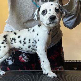 Harry - White and black Dalmatian puppy in Richmond, Virginia from Darrfield