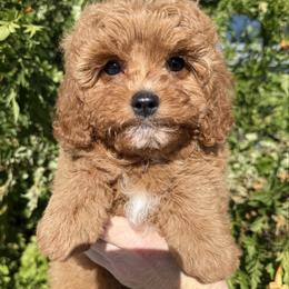 Opal - Red female Cavapoo puppy in Tucson, Arizona from Adored Poodle & Doodles