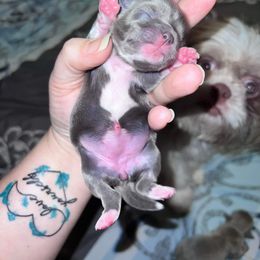 Shih Tzu Puppies from P&B Tzu Tribe