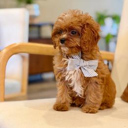 Ollie - Red male Cavapoo puppy in Melissa, Texas from Southern Love Cavapoos & Maltipoos