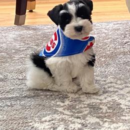 Miniature Schnauzer Puppies from Enchanted Paws