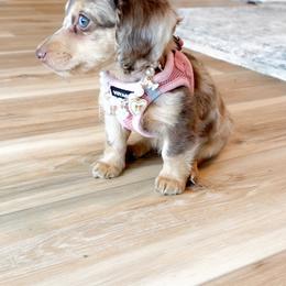 Dachshund Puppies from Lone Star Dachshunds
