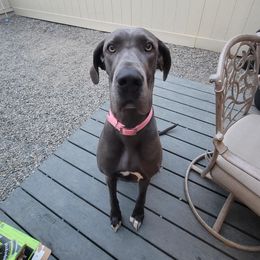 Lilah - Great Dane