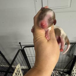 Spot - Piebald male Dachshund puppy in Fredericksburg, Indiana from Blue River Mini Dachshunds