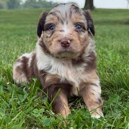 Cheyenne - Red merle female Miniature Australian Shepherd puppy in New London, Minnesota from Broken T Australian Shepherds