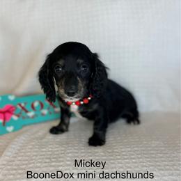 Mickey - Black and cream male Dachshund puppy in Lexington, Oklahoma from BooneDox Miniature Dachshunds