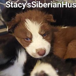 Peter - Red and white male Siberian Husky puppy in Savannah, Georgia from Stacy's Siberian Huskies