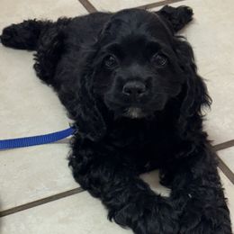 Cocker Spaniels from J&E spaniels