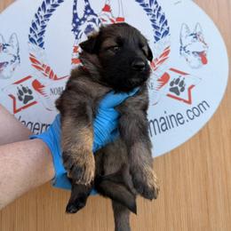 Red Collar Long Coat - Sable male German Shepherd puppy in Hollis Center, Maine from Noble German Shepherds of Maine