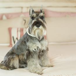Miniature Schnauzers from Peach State Miniature Schnauzers