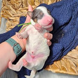 Sour Patch Kid - Grey and white male Bernedoodle puppy in Decatur, Georgia from So Adoodable