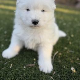 Labrador Retriever and Samoyed Puppies from Carefree Samoyeds & Deserthills Labradors