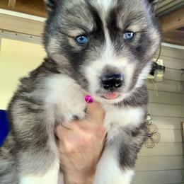 Siberian Husky Puppies from TRUHUSKY SIBERIANS