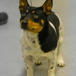 GRCH Franklin - Teddy Roosevelt Terrier