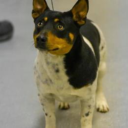 GRCH Franklin - Teddy Roosevelt Terrier