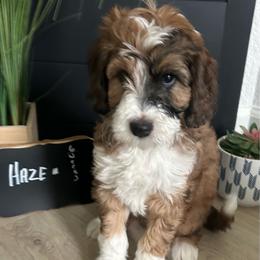 Haze - Brown merle male Aussiedoodle puppy in Eastland, Texas from H5 Mini Doodles
