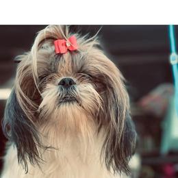 Kassy - Gold and white female Shih Tzu puppy in Suwanee County, Florida from Everlasting Shih Tzu