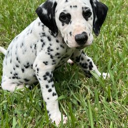 Dalmatian Puppies from Louisiana Roux Dalmatians