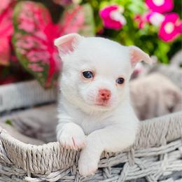 Boy 2 - Cream and white male Chihuahua puppy in Oviedo, Florida from ROYALCHIHUAHUAPUPPY