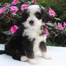 Levi - Tri-color male Bernedoodle puppy in Perrysville, Ohio from Pleasant Valley Bernedoodles