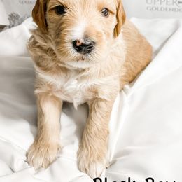 Goldendoodle Puppies from Upper Bay Goldendoodles