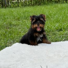 Zorro Midnight - Black and gold male Yorkshire Terrier puppy in Florida from Puppies Forever 💙❤️🐶
