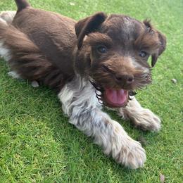 Lucas - Parti male Miniature Schnauzer puppy in Menifee, California from Moonshine’s Minis
