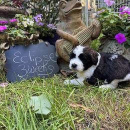 Eclipse - Black and white male Saint Berdoodle puppy in Traverse City, Michigan from Bare Paws Saint Berdoodles